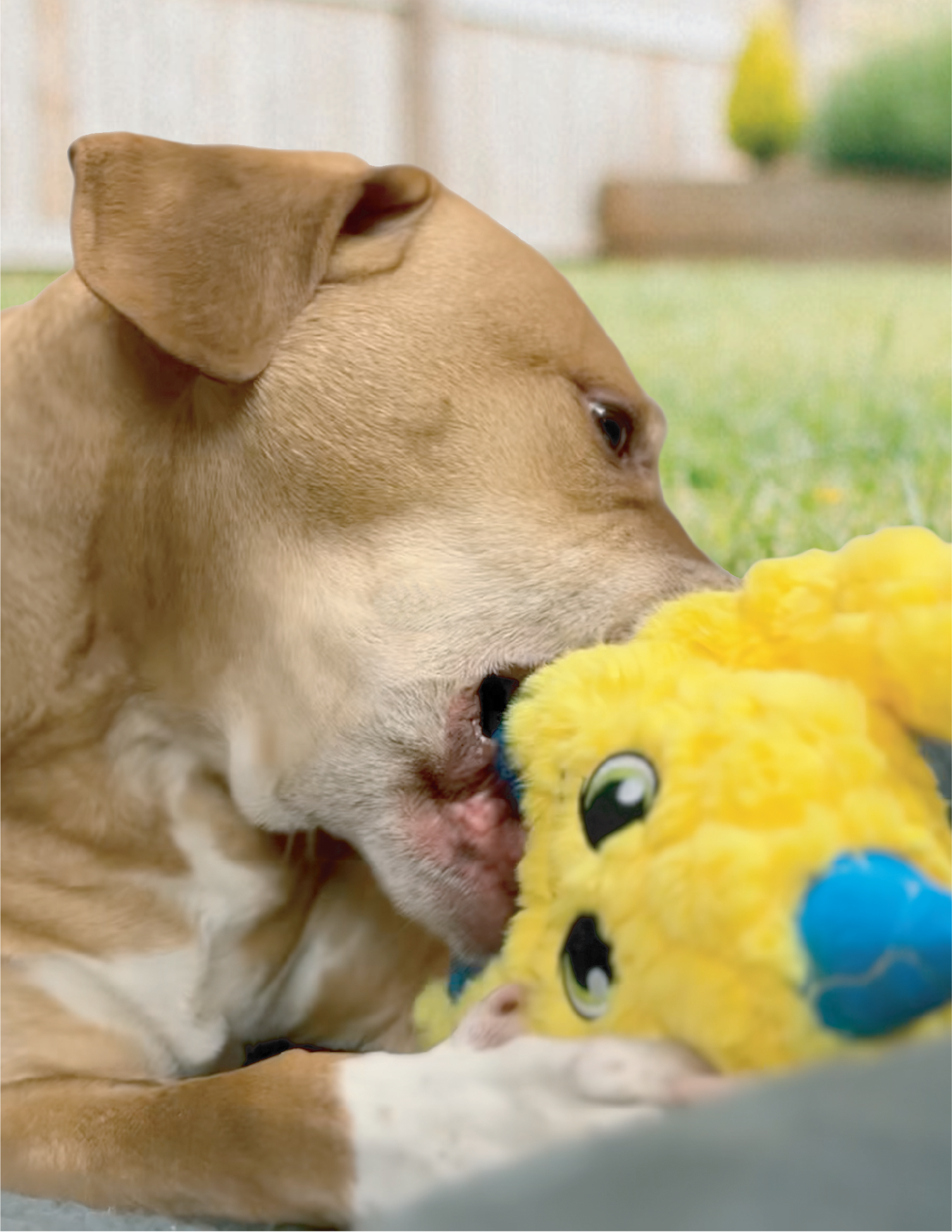 Golden retriever playing with plush chew toy made with Kevlar® from BiteForce™