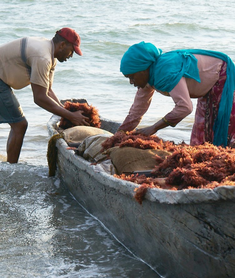 seaweed supplier